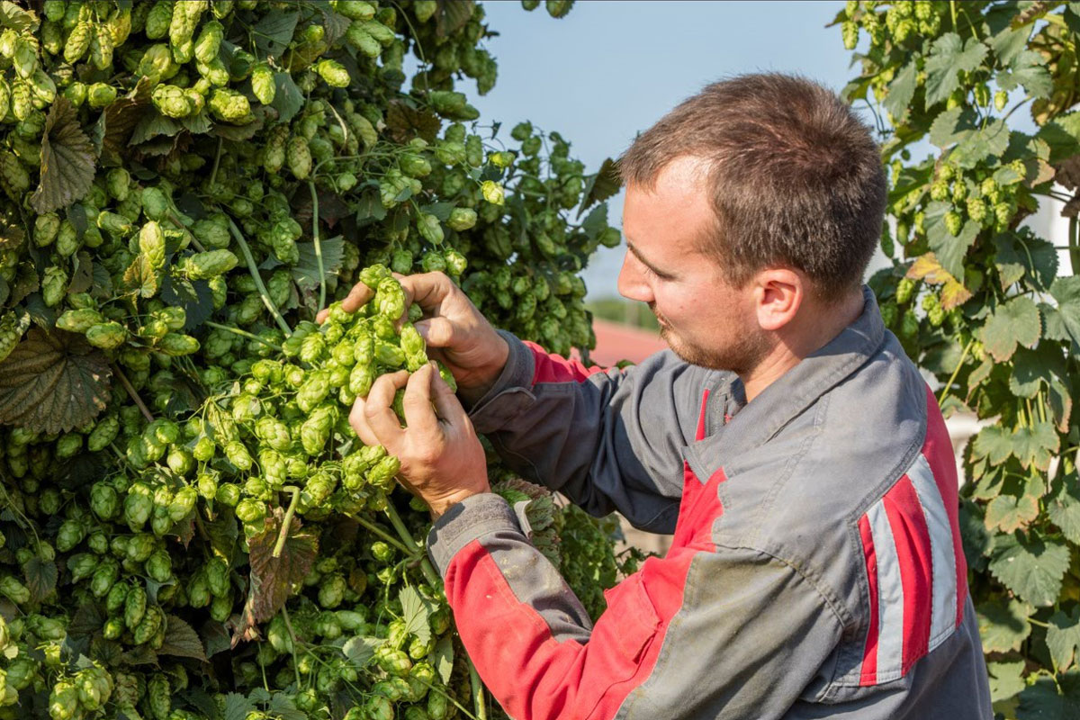 french hop producer in alsace